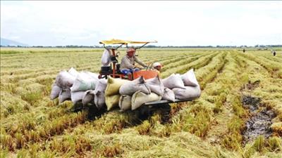 Thí điểm thành lập Liên đoàn Hợp tác xã lúa gạo vùng đồng bằng sông Cửu Long
