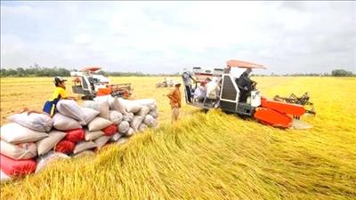 Liên kết chuỗi giá trị lúa gạo chất lượng cao