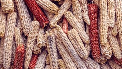 Phương pháp mới biến phế phẩm ngô thành than hoạt tính lọc nước