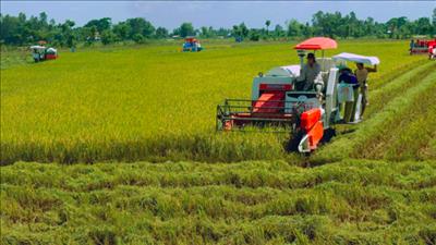 Phê duyệt đề án phát triển một triệu ha chuyên canh lúa chất lượng cao, phát thải carbon thấp 
