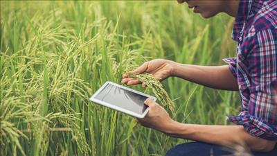 Thí điểm nền tảng dữ liệu số ngành nông nghiệp