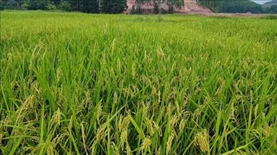 Đẩy mạnh triển khai mô hình canh tác lúa thông minh, phát triển bền vững