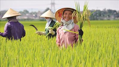 Phát triển giống lúa mới thích ứng với biến đổi khí hậu
