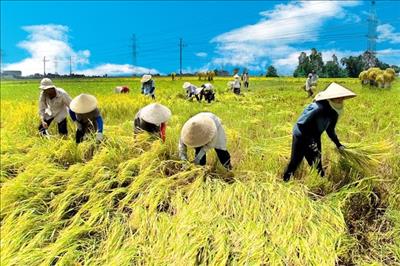Đồng bằng sông Cửu Long: Giá lúa, gạo tiếp tục tăng