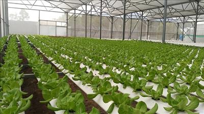 Thanh Hóa: Canh tác thủy canh hướng đến bảo vệ môi trường