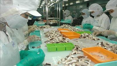 Việt Nam là nguồn cung bạch tuộc đông lạnh lớn nhất cho Hàn Quốc