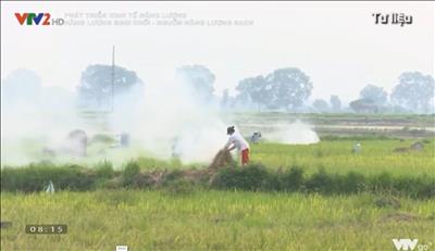 Năng lượng sinh khối – Nguồn năng lượng sạch