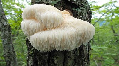 Điểm danh những loài nấm vừa đẹp như cổ tích, lại ngon bổ không tưởng