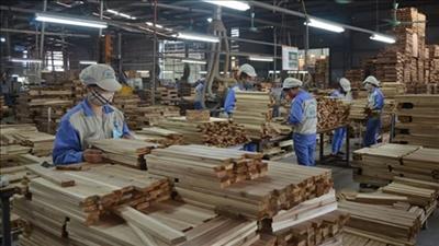 Thiết lập tài chính xanh cho ngành gỗ Việt Nam