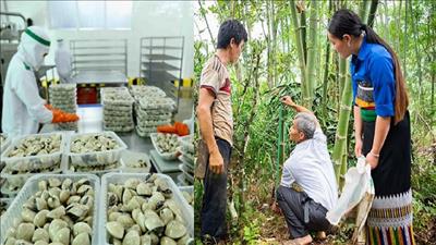 Phát triển bền vững chuỗi giá trị nghêu và tre tại Việt Nam