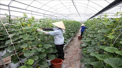 Phối hợp khoa học và công nghệ trong hoạt động nông nghiệp