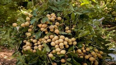 Hội nghị giao thương trực tuyến quốc tế nhãn Việt Nam 2021