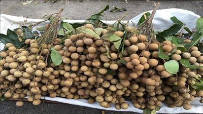 Hỗ trợ tiêu thụ nhãn tại các vùng sản xuất Hà Nội
