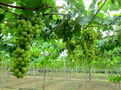 Ninh Thuận: Ngành Nông nghiệp đang phát triển đúng hướng