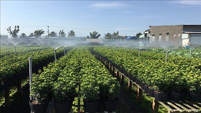 Phát triển nông nghiệp thông minh thích ứng biến đổi khí hậu ở Bến Tre, Trà Vinh