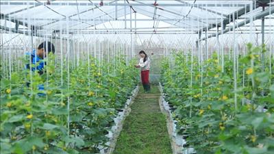 Tập trung đầu tư phát triển nông nghiệp thông minh tại Thủ đô