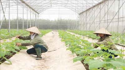 Nhân rộng mô hình nông nghiệp thông minh thích ứng với biến đổi khí hậu