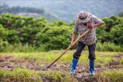 Nông dân Đông Nam Á và những thách thức về biến đổi khí hậu