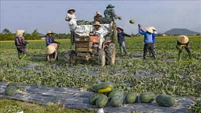 Thúc đẩy sản xuất bền vững và xúc tiến thương mại các mặt hàng nông sản vùng ĐBSCL