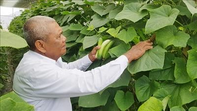 Thử nghiệm kết hợp sản xuất nông nghiệp với điện mặt trời tại An Giang
