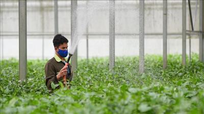 Diễn đàn kinh tế thế giới: Đảm bảo an ninh lương thực toàn cầu