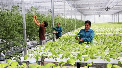 Phê duyệt ba đề án phát triển sản xuất nông nghiệp an toàn, bền vững