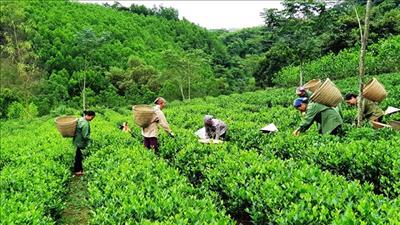 FAO hỗ trợ Bắc Kạn sản xuất nông, lâm nghiệp bền vững