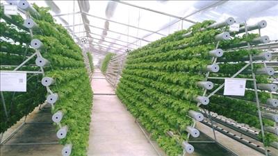 Thành phố Hồ Chí Minh triển khai phát triển nông nghiệp công nghệ cao