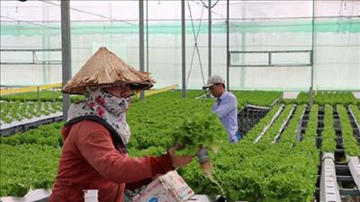 Phát triển nông nghiệp hiện đại, nông thôn bền vững tại Đà Nẵng