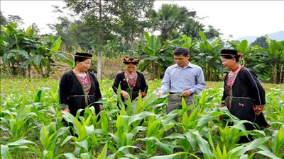 Sẽ triển khai 4 dự án môi trường ở vùng đồng bào dân tộc thiểu số và miền núi