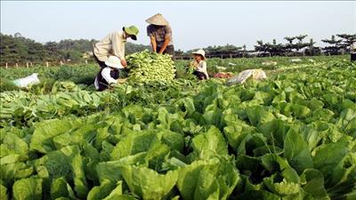 Sau 4 năm, nông nghiệp lại rơi vào tăng trưởng âm 1,17%