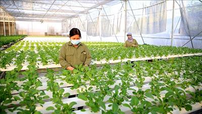Hà Nội cấp ngân sách phát triển nông nghiệp xanh, bền vững