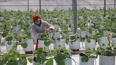 Hội phụ nữ tích cực trong sản xuất nông nghiệp ứng dụng công nghệ cao
