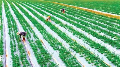 Nhật Bản hỗ trợ đẩy mạnh chuỗi giá trị cây trồng an toàn tại phía Bắc Việt Nam