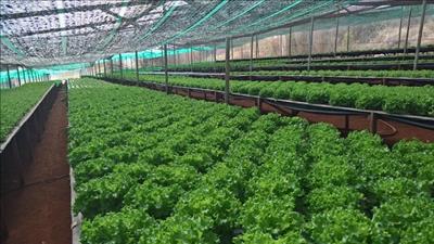 Phát triển ngành nông nghiệp góp phần bảo vệ sức khỏe con người và động thực, vật