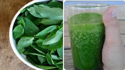 Không chỉ là món ăn ngon, rau ngót còn là cây thuốc quý