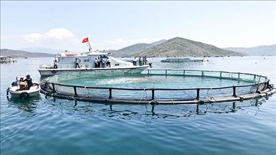 Ngành nuôi trồng thủy sản trên biển hướng đến phát triển xanh, bền vững