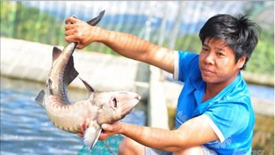Nuôi cá nước lạnh thu tiền tỷ