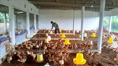 Triển khai mô hình sản xuất nông nghiệp chất lượng cao cho nông dân Quảng Trị