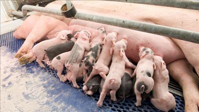 Triển vọng mới cho ngành nông nghiệp công nghệ cao Tây Nguyên, Đông Nam Bộ