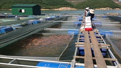 Giảm thiểu, tái chế rác thải ngư cụ gây ô nhiễm các vùng biển Việt Nam