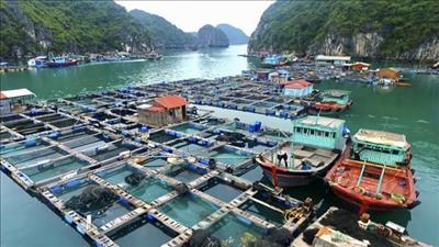 Hướng dẫn tạm thời về nuôi thủy sản lồng bè bền vững, an toàn với môi trường