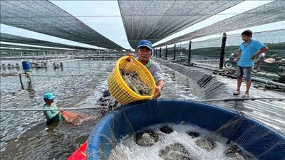 Hợp tác công tư phát triển nghề nuôi tôm bền vững