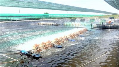 Bình Định phê duyệt dự án khu nông nghiệp ứng dụng công nghệ cao phát triển tôm