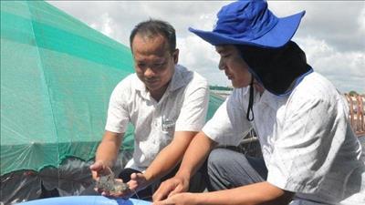 Tiền Giang ứng dụng công nghệ nuôi tôm sử dụng năng lượng sinh khối