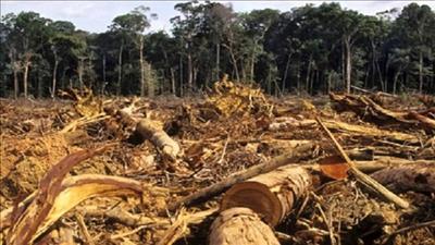 Mục tiêu ngăn chặn hoàn toàn nạn phá rừng vẫn khó hoàn thành