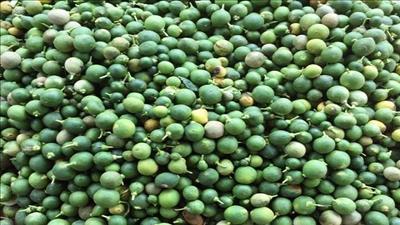 Bảo vệ môi trường, tăng thêm thu nhập nhờ cam non