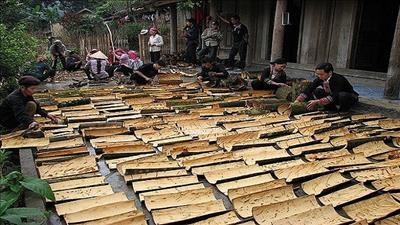 Phát triển bền vững ngành quế Việt Nam