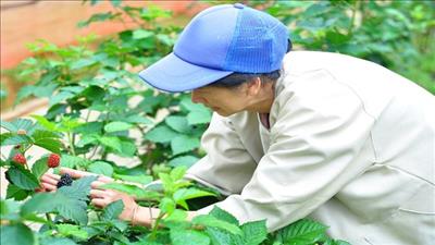 Trồng trái 