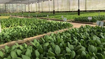 Xúc tiến thương mại nông sản hữu cơ Việt Nam